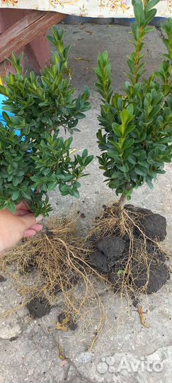Саженцы самшита