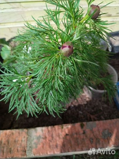 Цветы для сада