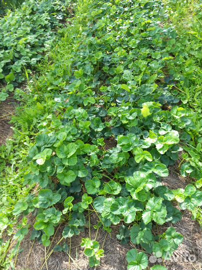 Рассада клубники