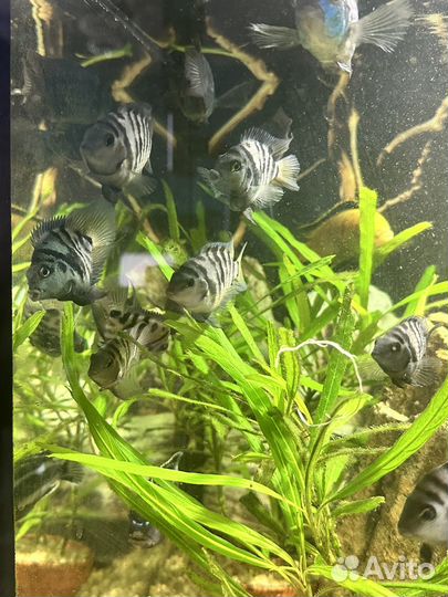 Аквариумные рыбки. Сапфировый попугай