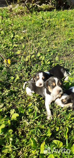 Эстонская гончая щенки