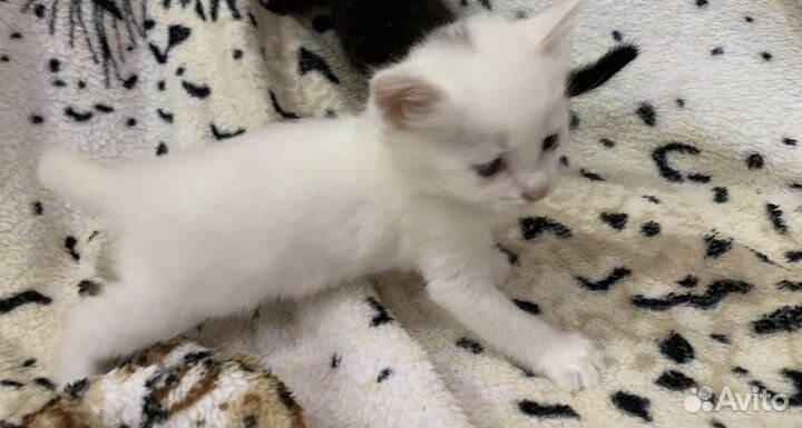 Котята 3,5 месяца