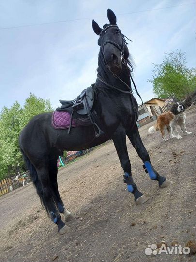Жеребец на случку