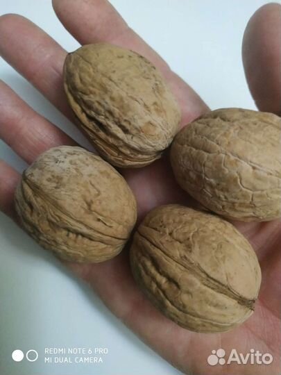 Саженцы грецкого ореха