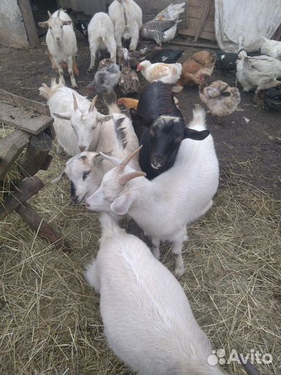 Козы, козлята