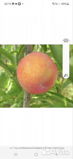 Шарафуга розовая