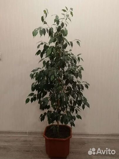 Фикус Бенджамина
