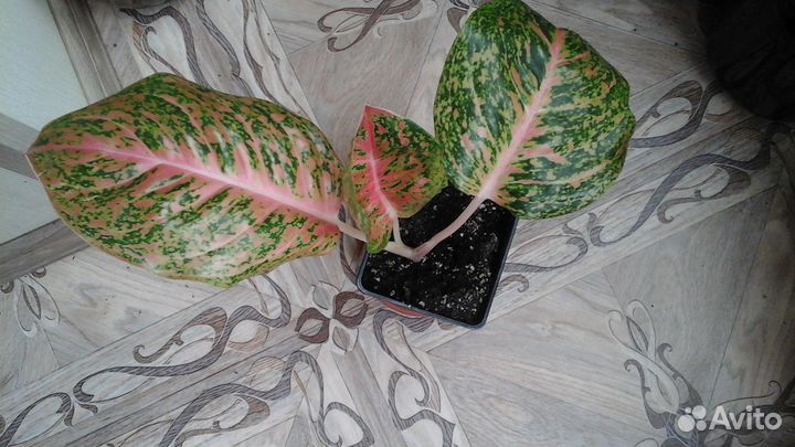 Аглаонема Литл Ред