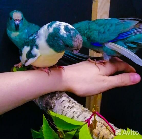 Попугаи кореллы, волнистики, какарики