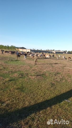 Коровы с телятами