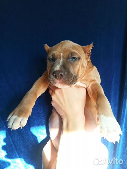 Щенки амстаффа