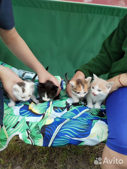 Домашние животные кошки