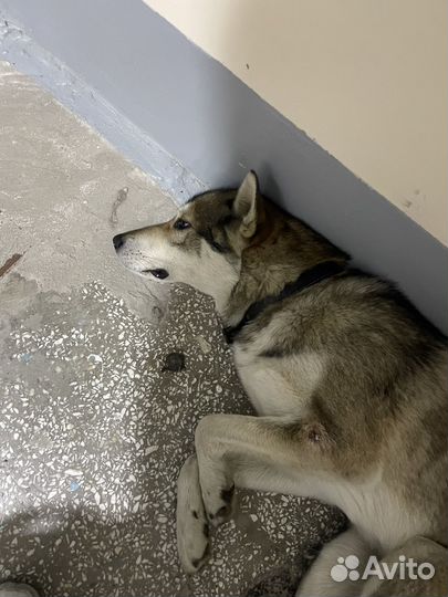 Потерялась собака