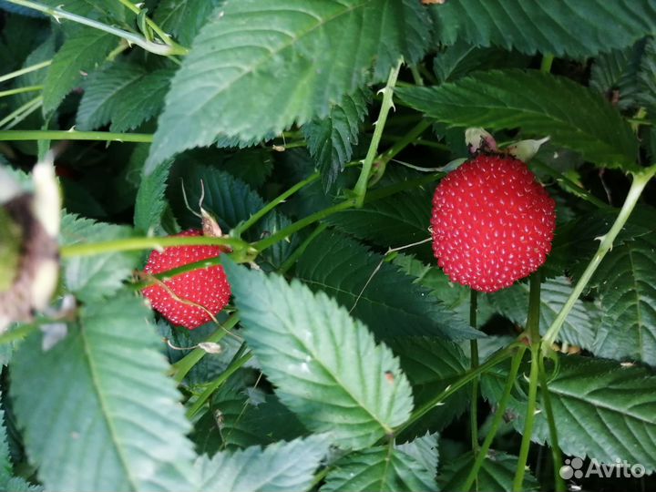 Тибетская малина саженцы