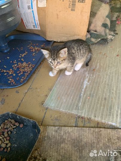 Котята в добрые руки бесплатно