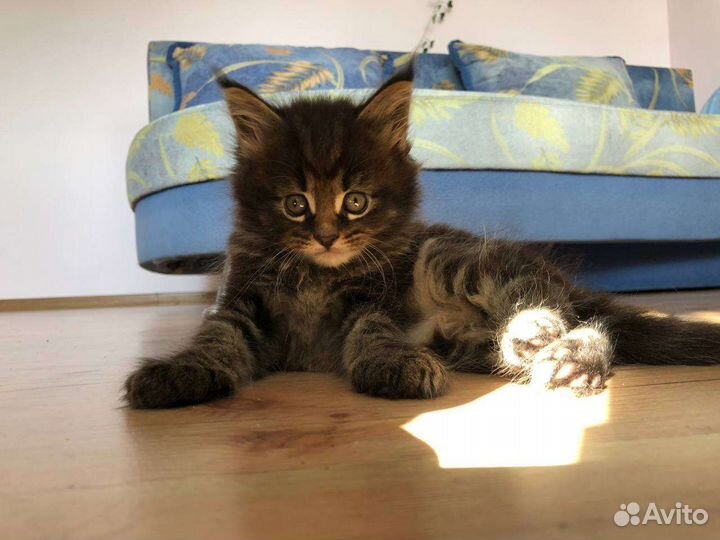 Котята мейн-кун
