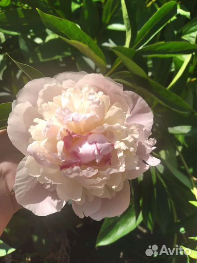 Корни пионов