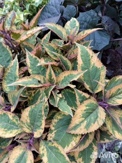 Колеусы вегетативные черенки