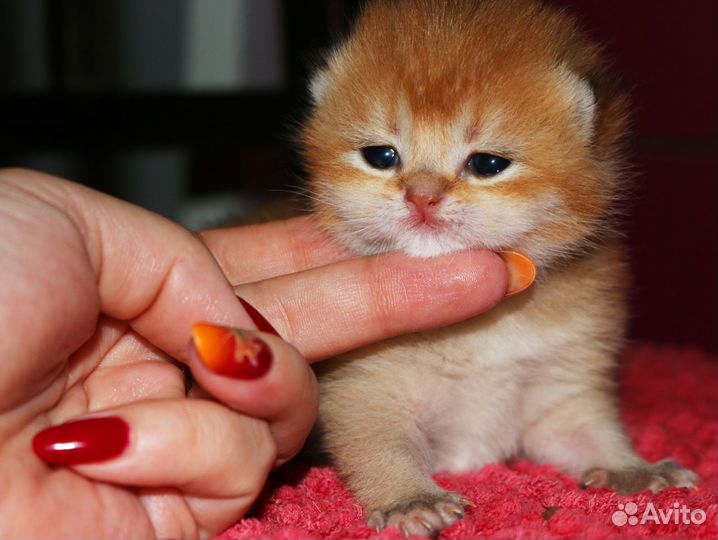Котята британские золотые шиншиллы