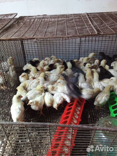 Цыплята и Утята Подрощенные