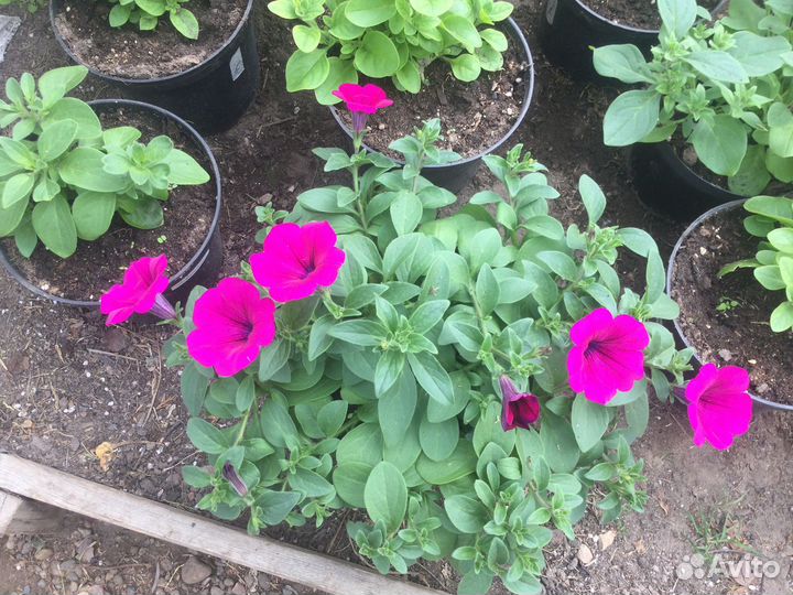 Петуния ампельная серии Лагуна,Опера, Тайдал