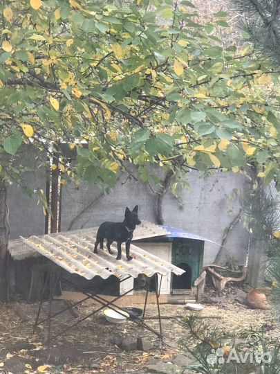 Умная собачка