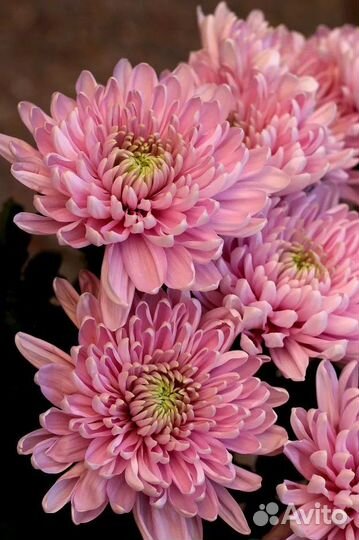 Саженцы Хризантемы зимостойкой