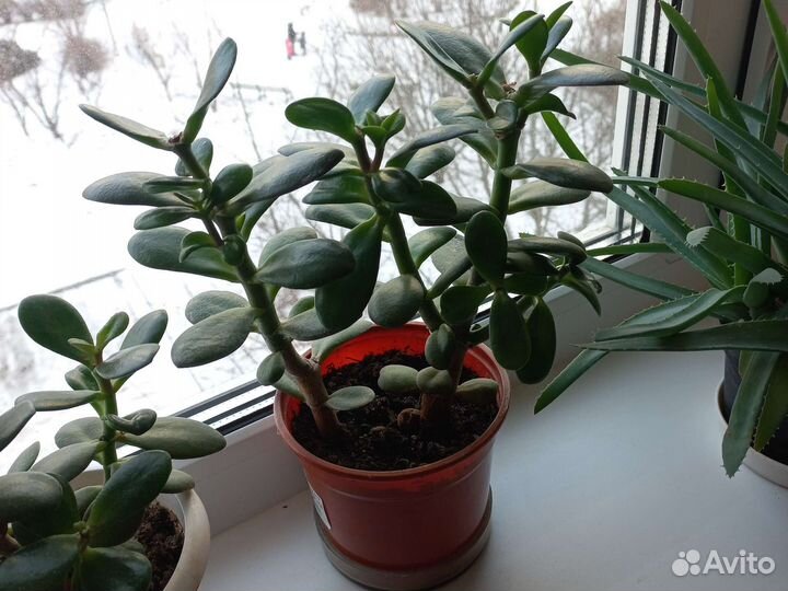 Денежное дерево (Толстянка)