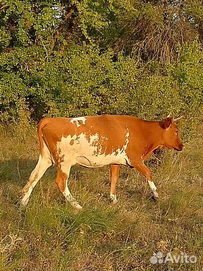 Корова дойная