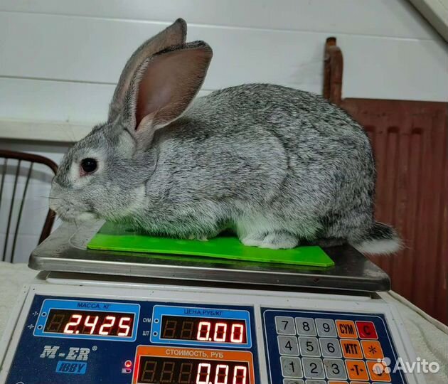 Продам кроликов