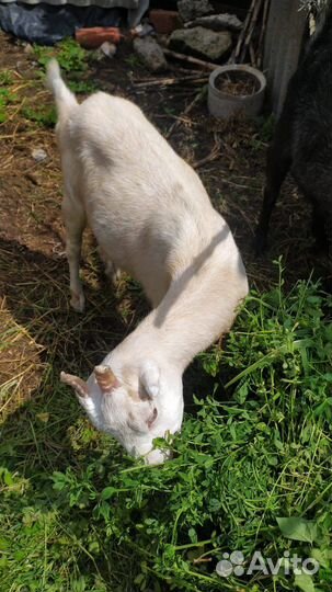 Коза Ломанча