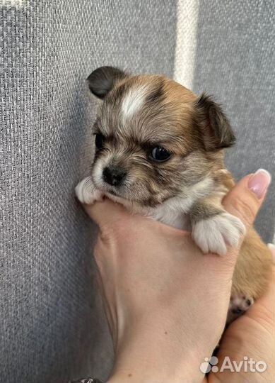 Щенки чихуахуа