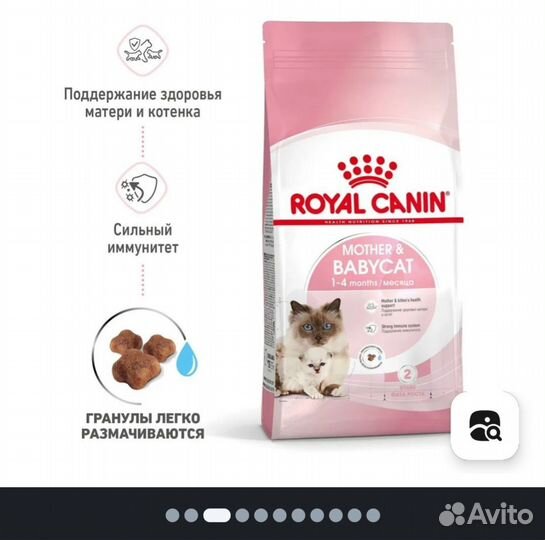 Бенгальский котенок мальчик