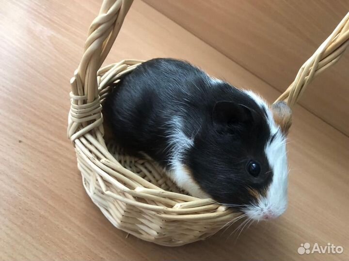 Морская свинка