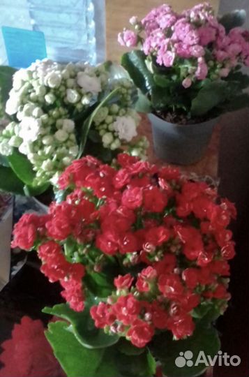 Орхидея Фаленопсис