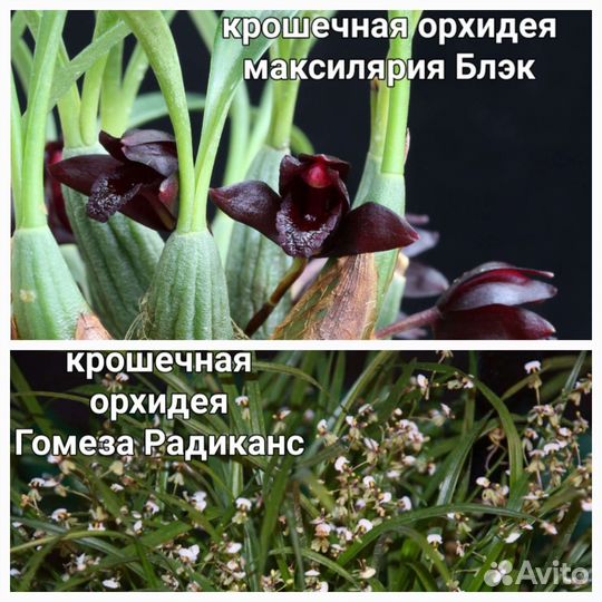 Редкие орхидеи максилярия блэк, гомеза радиканс