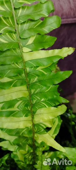 Нефролепис вариегатный Tiger Fern