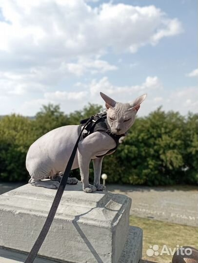 Донской сфинкс вязка