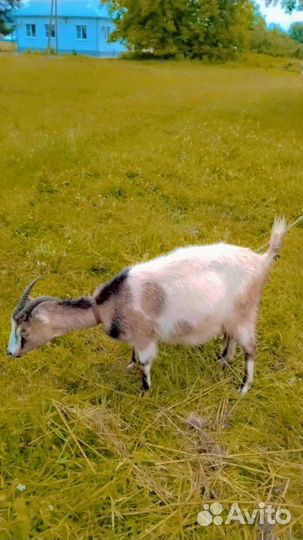 Козы дойные