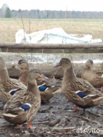 Подсадная утка