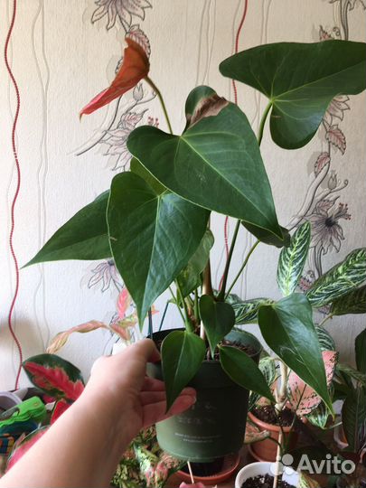 Антуриумы Разные