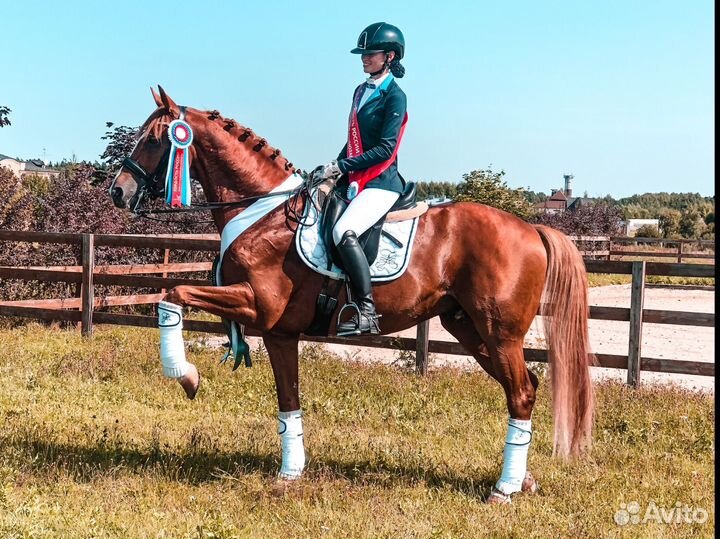 Выездковый жеребец / аренда