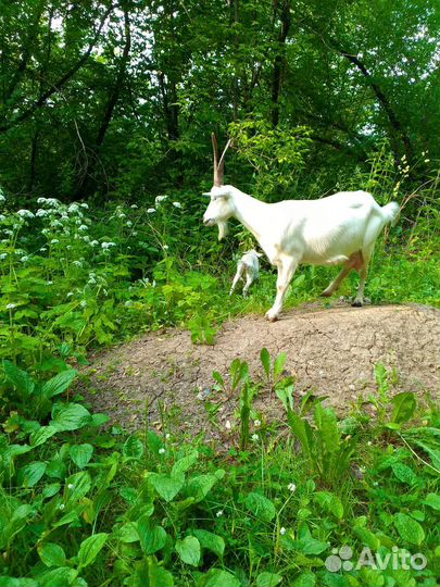 Продам молочных коз и козлят