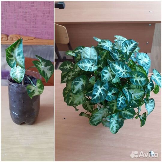 Комнатное растение