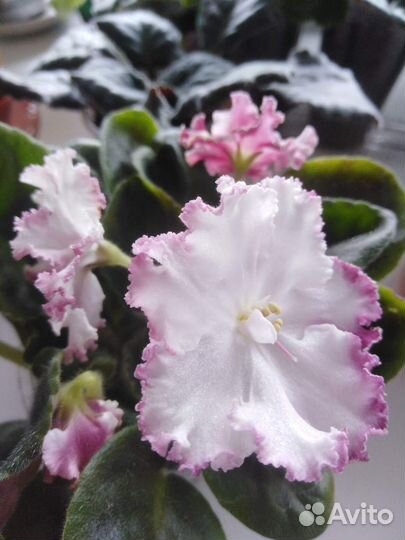 Комнатные цветы