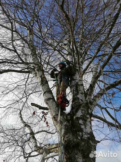 Спил, кронированние, лечение деревьев, арбористика