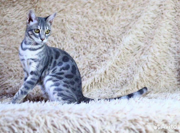 Бенгальские котята