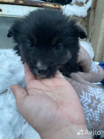 Щенок девочка в добрые руки