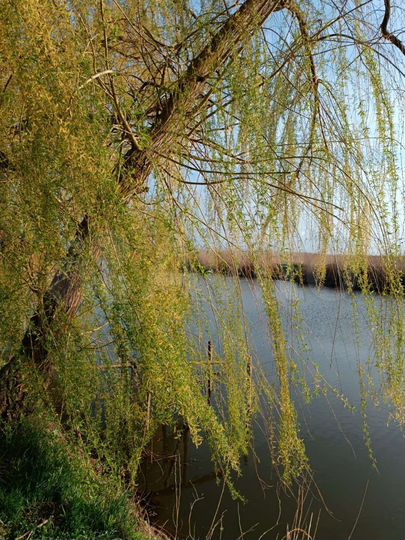 Участок 17 сот. (СНТ, ДНП)