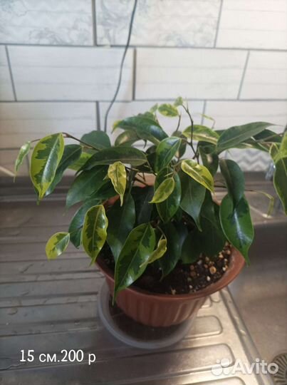 Фикус бенджамина.Фикус вариегатный